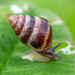 Small Pointed Snail - Photo (c) lizard--o_o, some rights reserved (CC BY-NC), uploaded by lizard--o_o