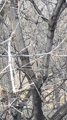 Acer negundo violaceum