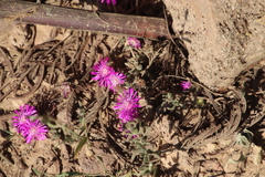 Drosanthemum ambiguum