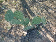 Opuntia rastrera