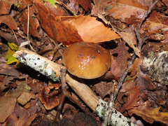 Cortinarius trivialis