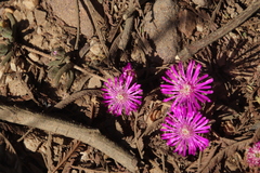 Drosanthemum ambiguum