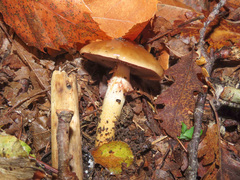 Cortinarius trivialis