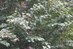 Euptelea polyandra