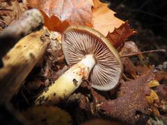Cortinarius trivialis