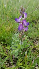 Lupinus bracteolaris