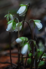 Hepatica