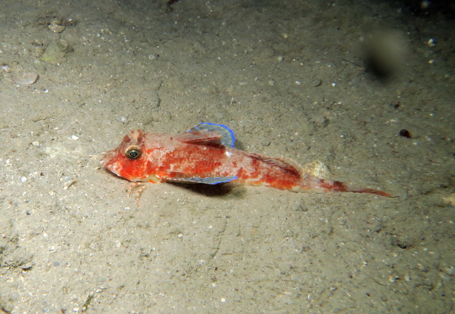 Large-scaled gurnard (Lepidotrigla cavillone) — Triglidae