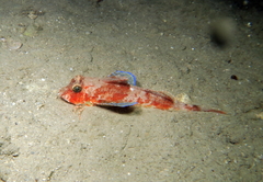 Large-Scaled Gurnard photo 4