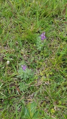 Lupinus bracteolaris