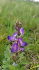 Lupinus bracteolaris