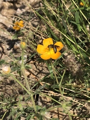 Kallstroemia peninsularis