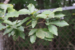 Quercus crispula