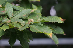 Quercus crispula