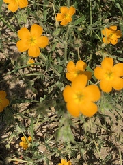 Kallstroemia peninsularis