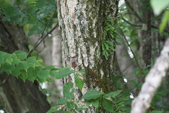 Quercus crispula