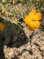 Kallstroemia peninsularis