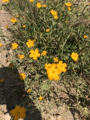 Kallstroemia peninsularis