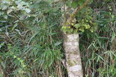 Alnus hirsuta hirsuta