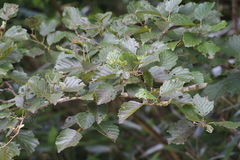 Alnus hirsuta hirsuta