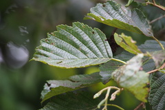 Alnus hirsuta hirsuta