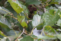 Alnus hirsuta hirsuta