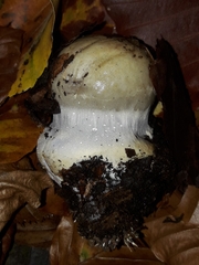 Cortinarius anserinus