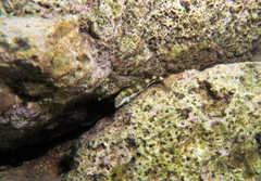 Microlipophrys adriaticus