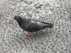 Columba livia