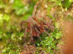 Scotina celans