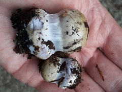 Cortinarius anserinus