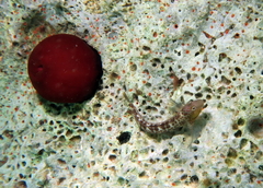 Microlipophrys canevae