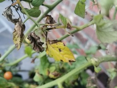 Phytophthora infestans