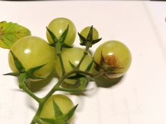 Phytophthora infestans