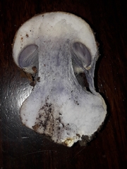 Cortinarius anserinus