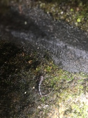 Plethodontinae