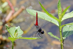 Planiplax phoenicura