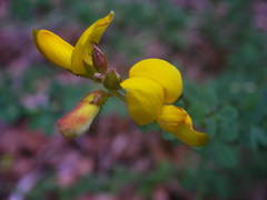Adenocarpus complicatus