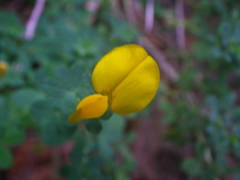 Adenocarpus complicatus