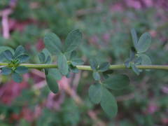 Adenocarpus complicatus