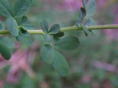 Adenocarpus complicatus