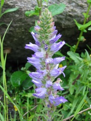 Campanula spicata
