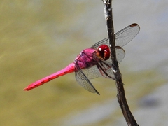 Orthemis discolor