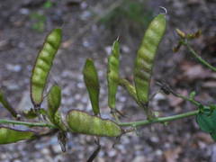 Adenocarpus complicatus