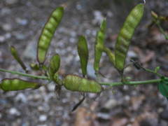 Adenocarpus complicatus