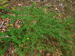 Adenocarpus complicatus