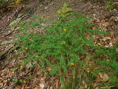 Adenocarpus complicatus