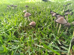 Fungi
