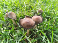 Fungi