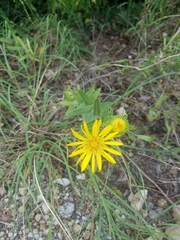 Grindelia ciliata